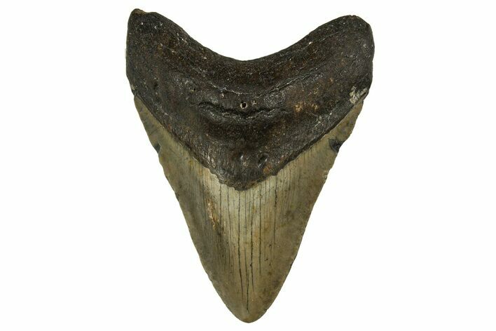Fossil Megalodon Tooth - North Carolina #328100